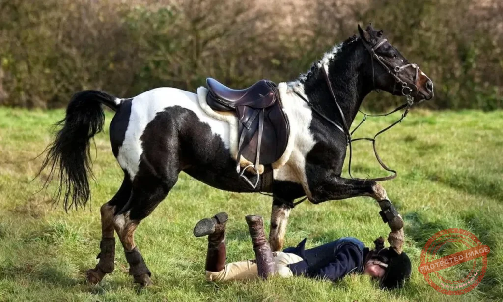 Horse injury litigation attorney helping injured rider with claim